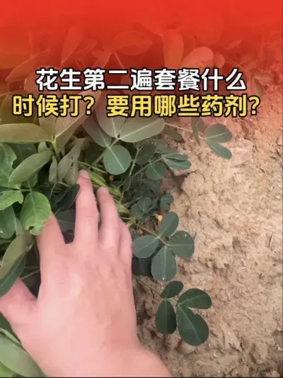 花生第二遍套餐什么时候打？防治哪些病害以及要用哪些药剂？#花生高产 #花生高产种植 #花生种植 #分享农业知识帮农民增产增收 #传播农业小知识
