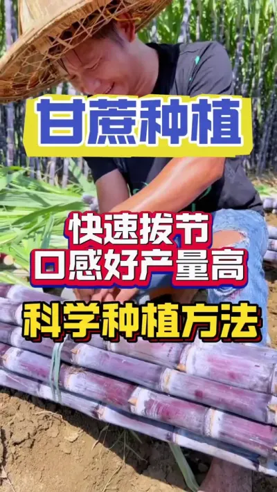 甘蔗快速拔节长肉，口感好产量好的科学种植方法#甘蔗种植 #种植小技巧 #甘蔗施肥方法 #种植技术
