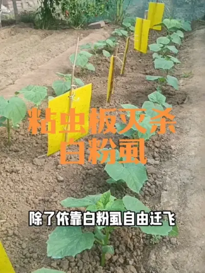 如何用粘虫板灭杀白粉虱#粘虫板