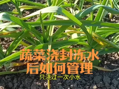 越冬蔬菜大蒜韭菜洋葱等浇封冻水后如何管理#浇封冻水