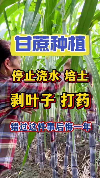 处暑节气开始，不管你家的甘蔗有没有剥叶子、有没培土，都一定不要错过至关重要的一件事，谁错过谁后悔#甘蔗种植#甘蔗施肥#甘蔗