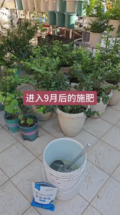 9月份之后蓝莓怎么施肥，蓝莓的管理过程，怎么促进蓝莓的花芽分化#蓝莓种植 #蓝莓养护 #蓝莓苗 #蓝莓施肥 #盆栽蓝莓