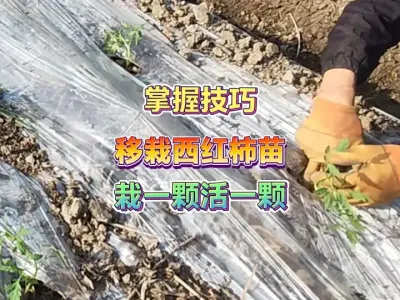 不管西红柿苗是自己培育还是买来的，掌握这个方法栽一颗活一颗 #三农 #番茄种植 #西红柿种植 #种植小技巧 #新农人计划2025 