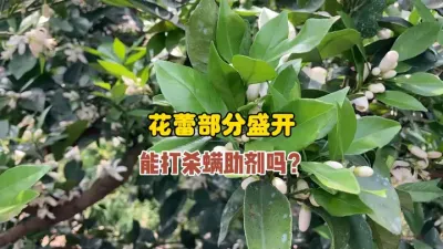 柑橘部分花蕾盛开了能用助剂类的杀螨剂吗？ #柑橘 #农业 #三农 #红蜘蛛 #果树管理 