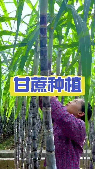 甘蔗拔节期千万不要犯的错误#甘蔗 #甘蔗施肥方法