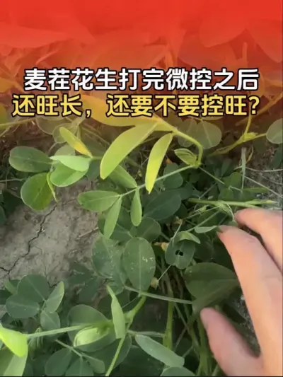 麦茬花生打完第一遍微控套餐之后，还是有点旺长，还要不要控旺？#花生高产 #花生高产种植 #花生种植 #花生种植管理技术 #分享农业知识帮农民增产增收