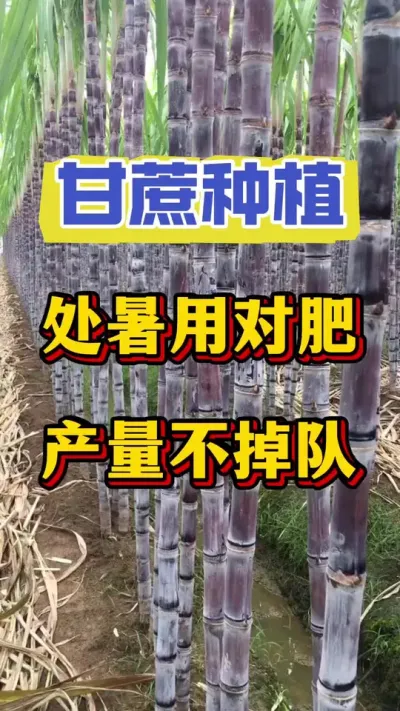 处暑节气甘蔗将迎来拔节冲刺期和糖分积累的关键时期，也是产量和品质拉开距离的分界线，这个时候稍有疏忽，一年的产量就打了水漂，千万不能在管理上翻了车#甘蔗种植#甘蔗施肥#甘蔗