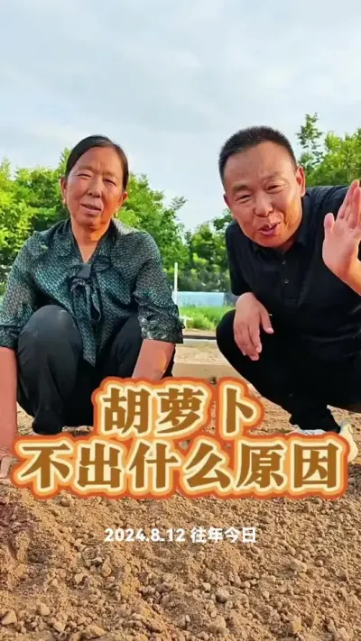 #蔬菜种植 ，#萝卜 #农业种植