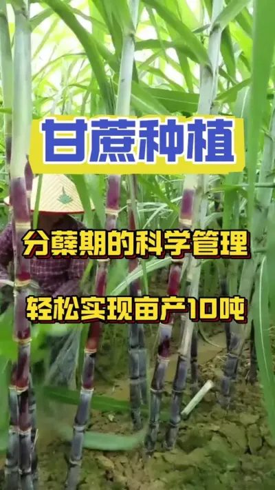 甘蔗分蘖期科学管理方法，让您轻松实现提产#甘蔗种植#甘蔗施肥方法 #甘蔗高产