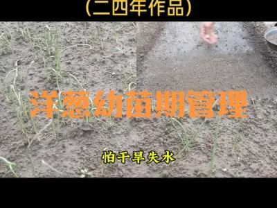 洋葱发芽期幼苗期如何管理