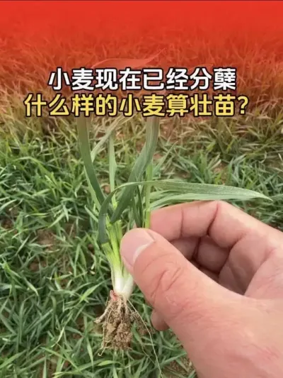 小麦已经分蘖了，年前什么样的小麦算是壮苗？#小麦 #小麦种植 #分享农业植保技术知识传播正能量 #分享农业知识帮农民增产增收