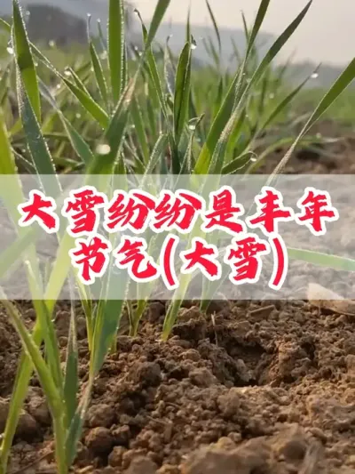 今天是大雪节气，农谚说:大雪纷飞是丰年，大雪不寒明年旱。#民间谚语节气 #分享农业知识帮农民增产增收  #二十四节气 #农业 #农业种植