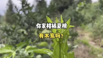 快去看看你家柑橘夏梢有没有木虱危害？ #木虱 #柑橘种植 #果树管理 #农业 #三农 