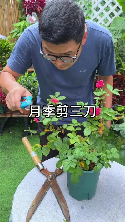 月季修剪技巧 #花卉绿植 #养花 #种植小技巧