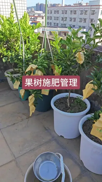 果树的种植方法，果树的养护过程#果树盆栽 #家庭种植 #庭院植物 #楼顶果园 #盆栽果树