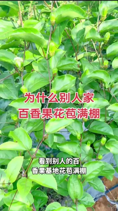 为什么别人家百香果花苞满棚#百香果种植 #百香果种植技术 #百香果 #黄金百香果种植技术 #浩伟方