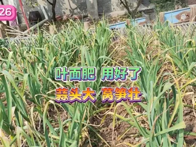 返青期的大蒜和莴笋做好根部浇水施肥，使用叶面肥能锦上添花 #自己种的纯天然的绿色蔬菜 #一份耕耘一份收获 #种植小技巧 #三农 #蔬菜种植 