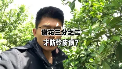 柑橘防砂皮病应该要在什么时候开始？ #农业 #三农 #柑橘种植 #砂皮病 #果树管理 