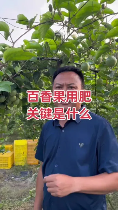 百香果用肥关键核心#百香果种植 #百香果种植技术 #黄金百香果种植技术 #百香果 #浩伟方