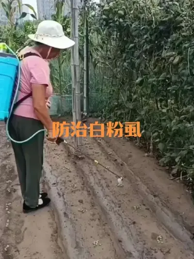 大白菜如何防治白粉虱