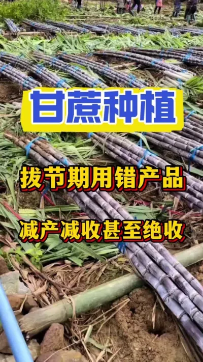 拔节期还在用920的老乡一定要看完这条视频，关乎到你今年的收成收入#甘蔗拔节 #甘蔗拉长 #甘蔗