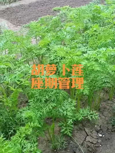 胡萝卜叶生长盛期如何管理