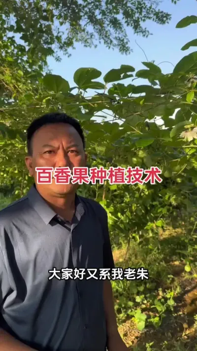 百香果种植技术#百香果种植 #百香果种植技术 #黄金百香果种植技术 #百香果 #浩伟方