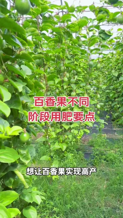 百香果不同生长阶段用肥要点#百香果种植 #百香果种植技术 #百香果管理 #黄金百香果种植技术 #种百香果