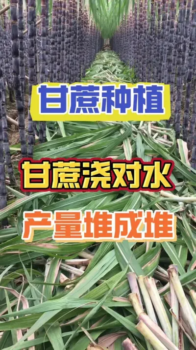 注意啦！甘蔗浇水时间不同，产量竟然相差这么大#甘蔗种植 #种植小技巧 #砍甘蔗 #甘蔗的种植方法