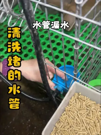 养个兔 成全能选手了😓#肉兔养殖 #养兔三分靠管理七分靠技术 #养兔技术 #养兔专业户