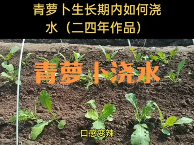 青萝卜生长期内如何浇水（二四年作品）
