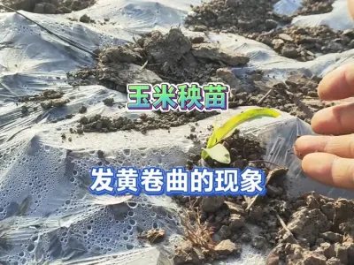 不管直播还是移栽的玉米秧苗，叶片出现这些现象要分清原因再处理 #三农 #种植小技巧 #一份耕耘一份收获 #新农人计划2025 #田间地头走一走 
