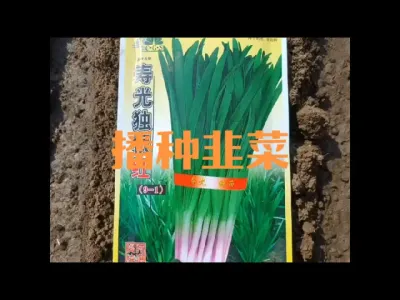 播种韭菜籽全过程#韭菜育苗
