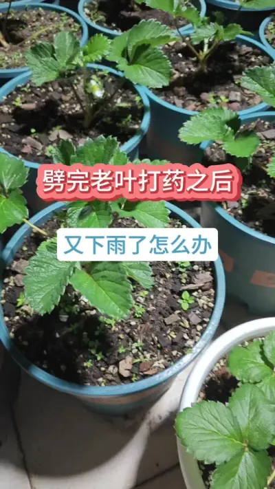 草莓的养护方法，新手种草莓怎么养护，草莓的种植过程，草莓批完老叶后打什么药 #盆栽草莓 #草莓种植 #草莓管理 #草莓病虫害防治 #种草莓