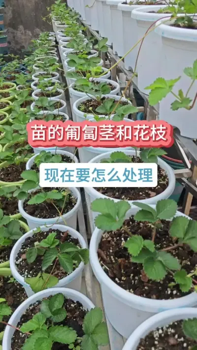 草莓的种植过程，草莓的养护方法，新手怎么种草莓，新手怎么养草莓 #种草莓 #草莓苗 #草莓养护 #草莓管理 #盆栽草莓