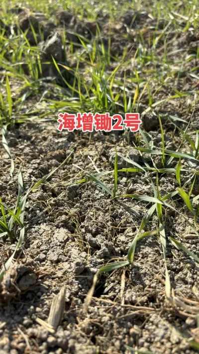 看麦娘，菵草，多花黑麦草，野燕麦，用这个方案，效果看的见#分享农业知识帮农民增产增收