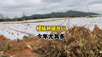 放弃柑橘种植改行做其他，今年尤其多 #柑橘种植 #农业 #三农 #果树管理 #黄龙病 