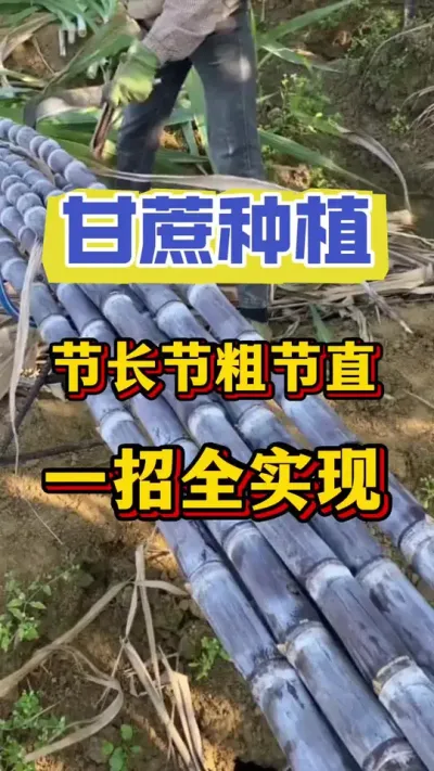 甘蔗节短节细愁断肠，产量也跟不上！一个方法让您的甘蔗节长节粗、口感好糖分足，根根玉米高#甘蔗种植 #甘蔗施肥#甘蔗节