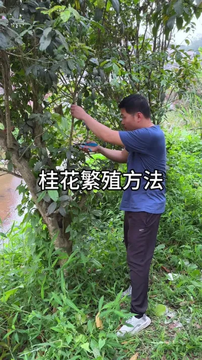 桂花繁殖活率高的方法#花卉绿植 #三农
