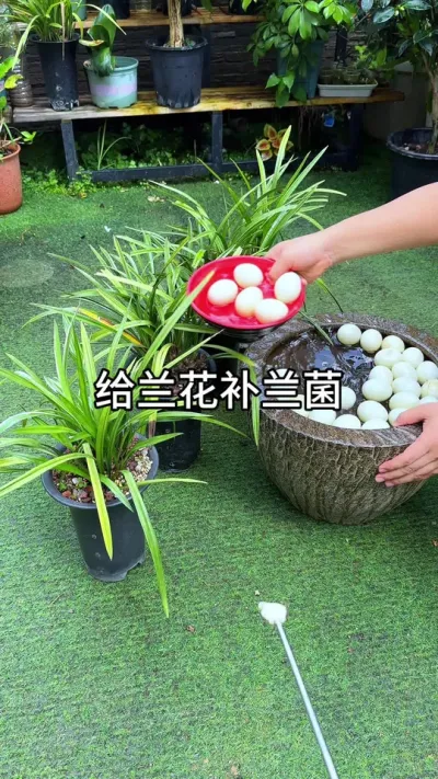 立秋后如何让兰花恢复生长 #种植小技巧 #园艺