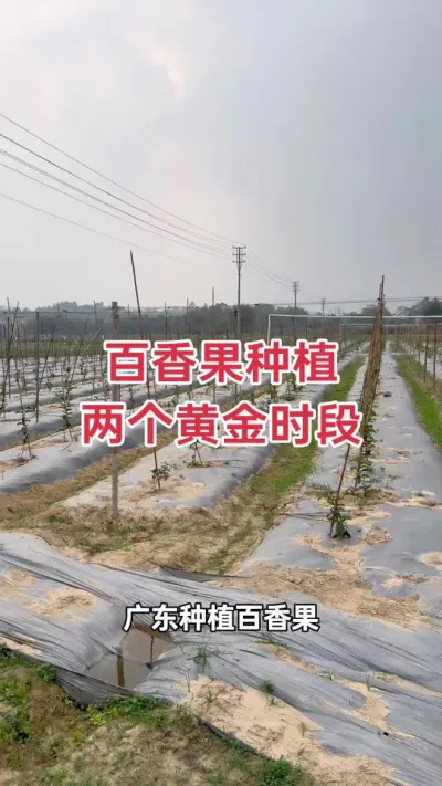 百香果种植两个黄金时段#百香果 #黄金百香果 #百香果种植 #百香果种植技术 #浩伟方