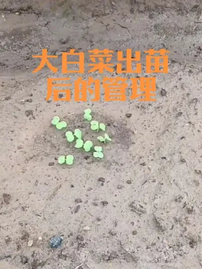 大白菜出苗后有哪些管理措施#大白菜