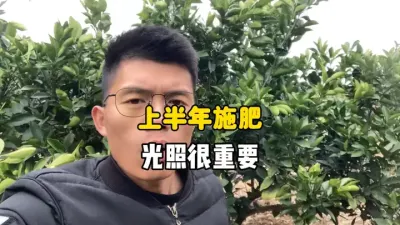 柑橘上半年施肥，光照是个很重要的因素 #柑橘种植 #三农 #农业种植 #果树管理 #施肥 