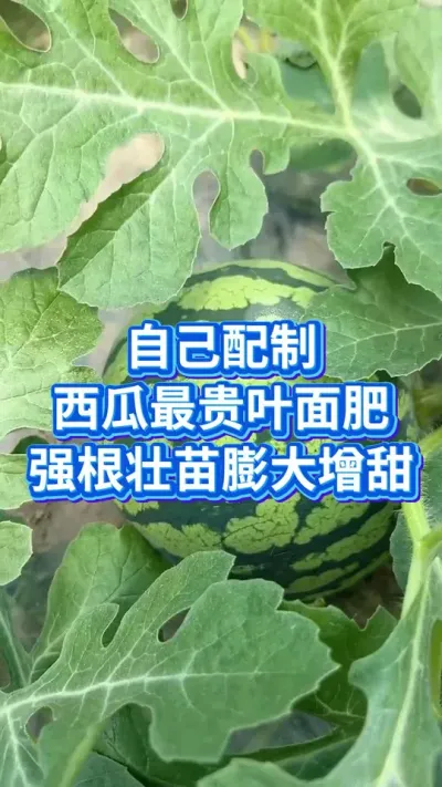 自配西瓜膨大增甜叶面肥 #创作者中心 #创作灵感 #西瓜种植 #西瓜管理 #西瓜种植技术