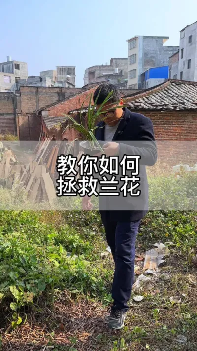如何拯救一颗烂根的兰花#花卉绿植 #养花 #种植小技巧