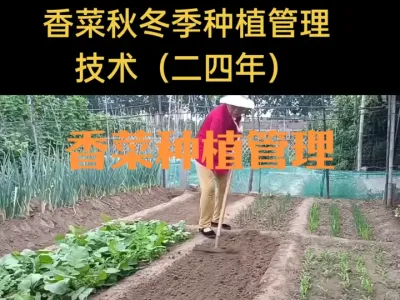 香菜秋冬季种植管理技术（二四年）