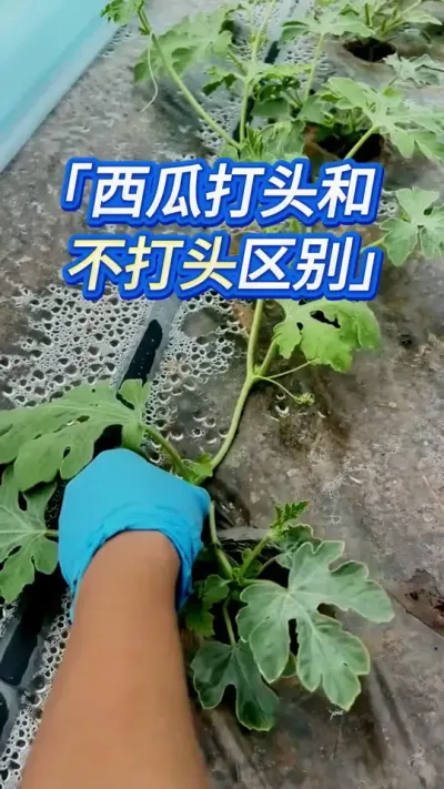 西瓜打头管理技巧 #西瓜种植 #西瓜管理 #大棚西瓜种植 #西瓜种植技术 #种西瓜