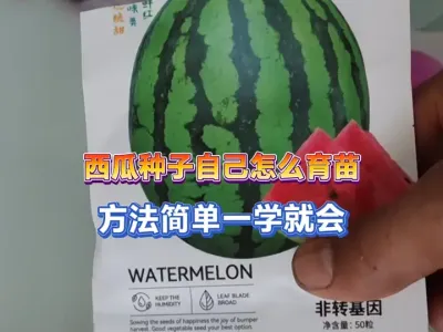 嫁接西瓜不好吃，自己用种子育苗，种出的西瓜才有小时候的味道 #西瓜种植 #种植小技巧 #抖音助农 #新农人计划 #三农 