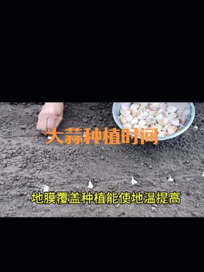 大蒜不铺地膜和铺地膜的在什么时候种植
