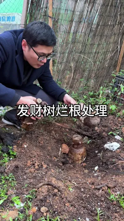 发财树养护问题#花卉绿植 #养花
